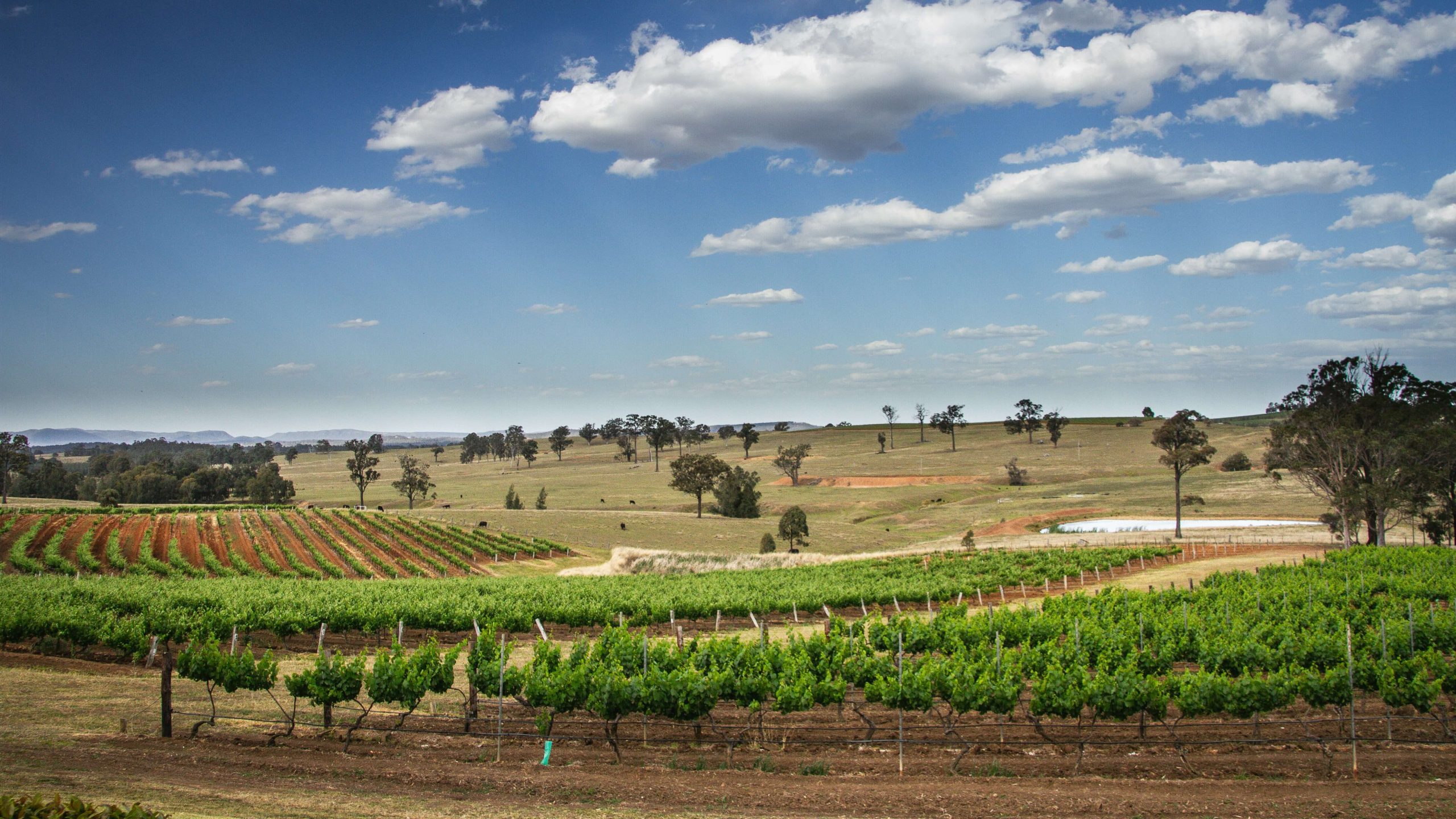Hunter Valley – A Gastronomic Journey​
